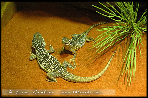 Австралийский Парк Рептилий, Australian Reptile Park, Сомерсби, Somersby, Госфорд, Gosford, Новый Южный Уэльс, NSW, Австралия, Australia