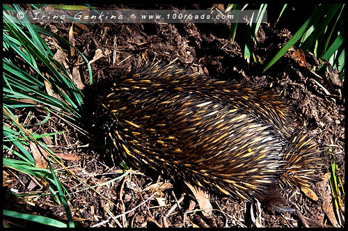 Австралийский Парк Рептилий, Australian Reptile Park, Сомерсби, Somersby, Госфорд, Gosford, Новый Южный Уэльс, NSW, Австралия, Australia