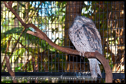 Австралийский Парк Рептилий, Australian Reptile Park, Сомерсби, Somersby, Госфорд, Gosford, Новый Южный Уэльс, NSW, Австралия, Australia