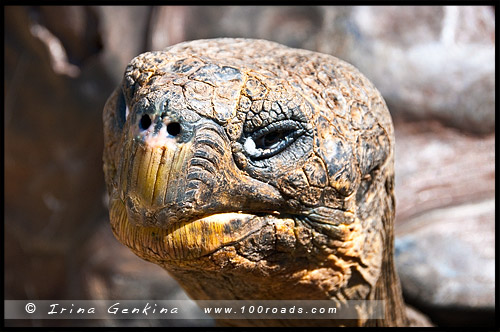 Австралийский Парк Рептилий, Australian Reptile Park, Сомерсби, Somersby, Госфорд, Gosford, Новый Южный Уэльс, NSW, Австралия, Australia