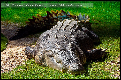 Австралийский Парк Рептилий, Australian Reptile Park, Сомерсби, Somersby, Госфорд, Gosford, Новый Южный Уэльс, NSW, Австралия, Australia