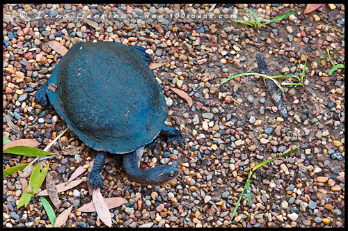 Австралийский Парк Рептилий, Australian Reptile Park, Сомерсби, Somersby, Госфорд, Gosford, Новый Южный Уэльс, NSW, Австралия, Australia