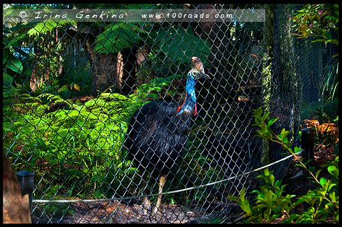 Австралийский Парк Рептилий, Australian Reptile Park, Сомерсби, Somersby, Госфорд, Gosford, Новый Южный Уэльс, NSW, Австралия, Australia