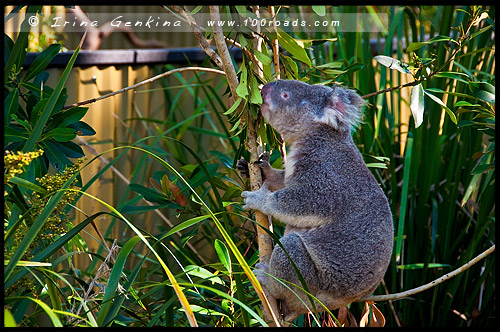 Австралийский Парк Рептилий, Australian Reptile Park, Сомерсби, Somersby, Госфорд, Gosford, Новый Южный Уэльс, NSW, Австралия, Australia