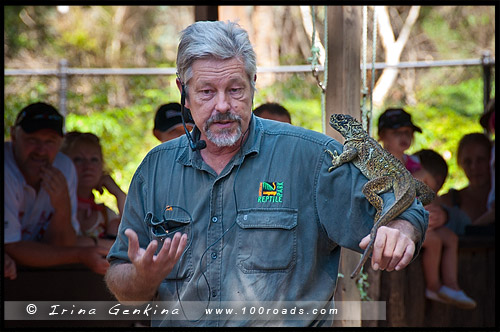 Австралийский Парк Рептилий, Australian Reptile Park, Сомерсби, Somersby, Госфорд, Gosford, Новый Южный Уэльс, NSW, Австралия, Australia