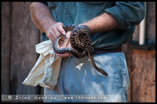 Австралийский Парк Рептилий, Australian Reptile Park, Сомерсби, Somersby, Госфорд, Gosford, Новый Южный Уэльс, NSW, Австралия, Australia