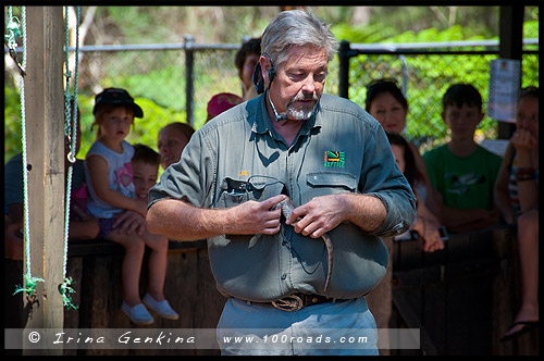 Австралийский Парк Рептилий, Australian Reptile Park, Сомерсби, Somersby, Госфорд, Gosford, Новый Южный Уэльс, NSW, Австралия, Australia