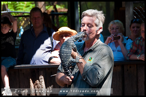 Австралийский Парк Рептилий, Australian Reptile Park, Сомерсби, Somersby, Госфорд, Gosford, Новый Южный Уэльс, NSW, Австралия, Australia