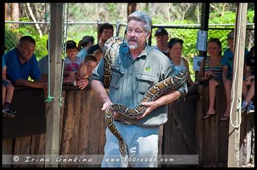 Австралийский Парк Рептилий, Australian Reptile Park, Сомерсби, Somersby, Госфорд, Gosford, Новый Южный Уэльс, NSW, Австралия, Australia