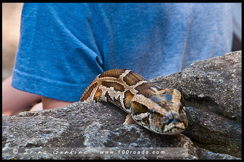 Австралийский Парк Рептилий, Australian Reptile Park, Сомерсби, Somersby, Госфорд, Gosford, Новый Южный Уэльс, NSW, Австралия, Australia