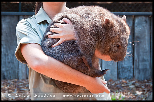 Австралийский Парк Рептилий, Australian Reptile Park, Сомерсби, Somersby, Госфорд, Gosford, Новый Южный Уэльс, NSW, Австралия, Australia