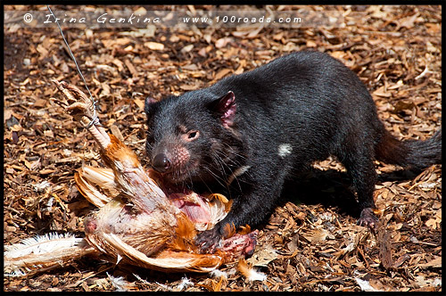 Австралийский Парк Рептилий, Australian Reptile Park, Сомерсби, Somersby, Госфорд, Gosford, Новый Южный Уэльс, NSW, Австралия, Australia