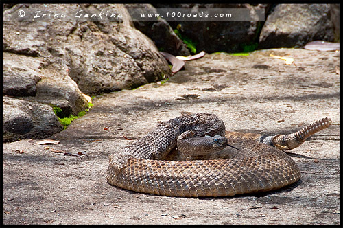 Австралийский Парк Рептилий, Australian Reptile Park, Сомерсби, Somersby, Госфорд, Gosford, Новый Южный Уэльс, NSW, Австралия, Australia