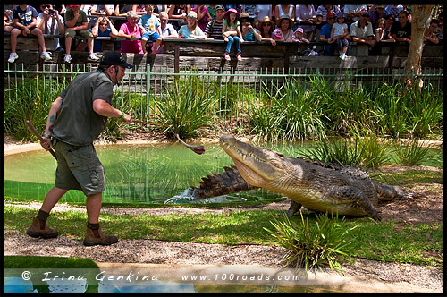 Австралийский Парк Рептилий, Australian Reptile Park, Сомерсби, Somersby, Госфорд, Gosford, Новый Южный Уэльс, NSW, Австралия, Australia