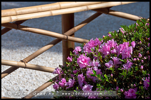 Чайная церемония, Tea ceremony, Японский сад, Japanese Garden, Эдогавский Памятный Сад, Edogawa Commemorative Garden, Госфорд, Gosford, Новый Южный Уэльс, NSW, Австралия, Australia