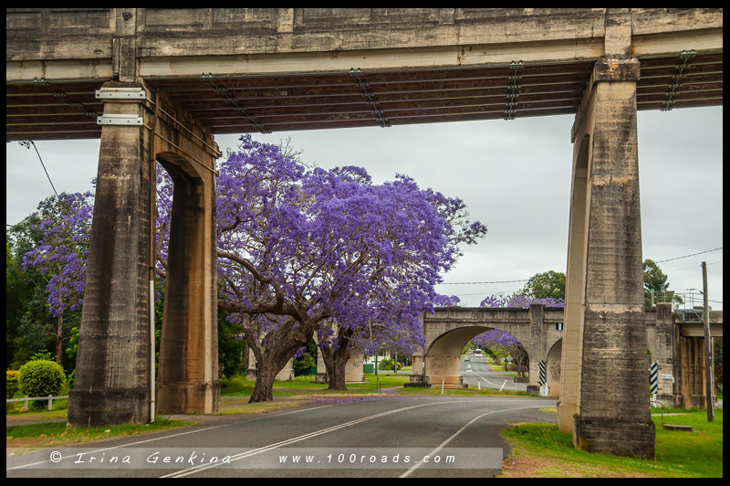 Графтон, Grafton, джакаранда, Jacaranda, Новый Южный Уэльс, New South Wales, Австралия, Australia