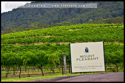 McWilliam's Mount Pleasant, Долина Хантер, Hunter Valley, Новый Южный Уэльс, NSW, Австралия, Australia