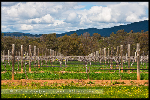 Винодельни Долины Хантер, Hunter Valley Wineries, Долина Хантер, Hunter Valley, Новый Южный Уэльс, NSW, Австралия, Australia