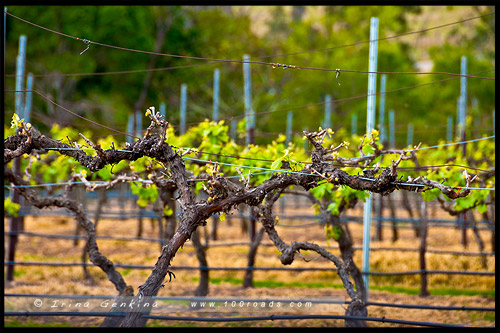 Винодельни Долины Хантер, Hunter Valley Wineries, Долина Хантер, Hunter Valley, Новый Южный Уэльс, NSW, Австралия, Australia