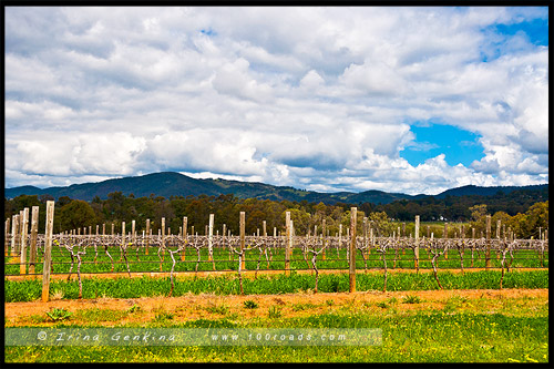 Винодельни Долины Хантер, Hunter Valley Wineries, Долина Хантер, Hunter Valley, Новый Южный Уэльс, NSW, Австралия, Australia