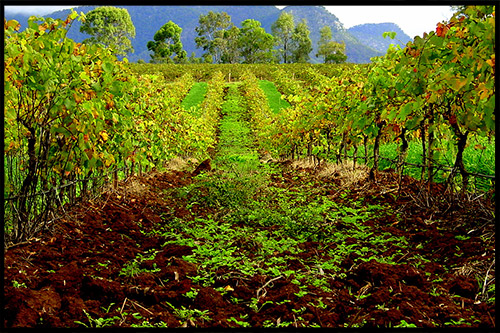 Винодельни Долины Хантер, Hunter Valley Wineries, Долина Хантер, Hunter Valley, Новый Южный Уэльс, NSW, Австралия, Australia