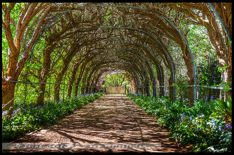 Сад Шпили наперстянки, Foxglove Spires Open Garden, Тилба, Tilba, Нарума, Narooma, Новый Южный Уэльс, NSW, Австралия, Australia