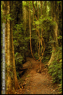 На треке Вонга, Wonga Walk, Национальный Парк Дорриго, Dorrigo National Park, Новая Англия, New England, Новый Южный Уэльс, New South Wales, NSW, Австралия, Australia