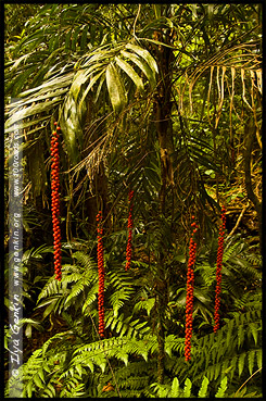 Walkingstick palm, Национальный Парк Дорриго, Dorrigo National Park, Новая Англия, New England, Новый Южный Уэльс, New South Wales, NSW, Австралия, Australia