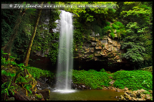 Crystal Shower Falls, Национальный Парк Дорриго, Dorrigo National Park, Новая Англия, New England, Новый Южный Уэльс, New South Wales, NSW, Австралия, Australia