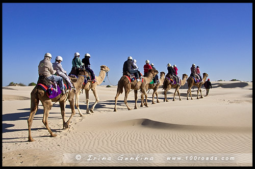 Прогулка на верблюдах, Пляж Стоктон, Stockton Beach, Анна Бей, Anna Bay, Порт Стивенс, Порт Стефенс, Port Stephens, Новый Южный Уэльс, NSW, Австралия, Australia