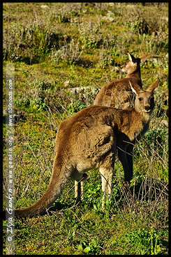 Национальный Парк Варрамбангл, Warrumbungle NP, Новый Южный Уэльс, New South Wales, NSW, Австралия, Australia