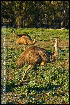 Национальный Парк Варрамбангл, Warrumbungle NP, Новый Южный Уэльс, New South Wales, NSW, Австралия, Australia