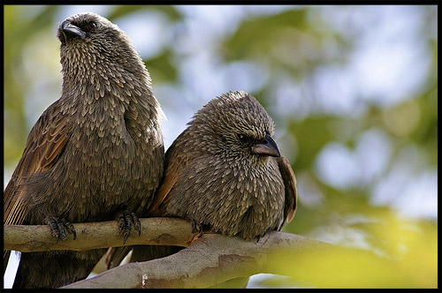 Апостольские птицы, Apostlebird, Национальный Парк Манго, Mungo Natonal Park, Новый Южный Уэльс, New South Wales, NSW, Австралия, Australia