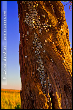 Большой изгиб, Big Bend, Мюррей, Murray, Южная Австралия, South Australia, SA, Австралия, Australia