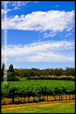 Винарня района Кунаварра, Winery at Coonawarra region, Пенола, Penola, Южная Австралия, South Australia, SA, Австралия, Australia