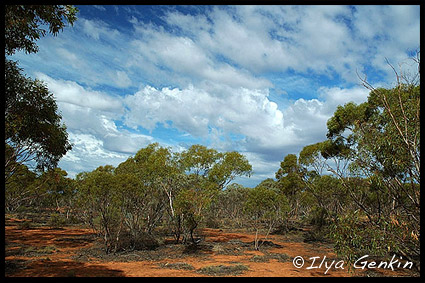 Outback, NSW, Australia