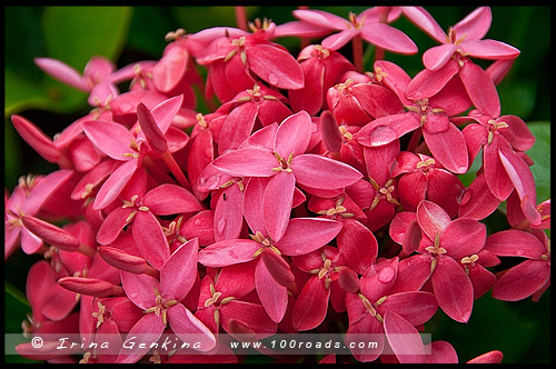 Кэрнс, Cairns, Queensland, Квинсленд, QLD, Австралия, Australia