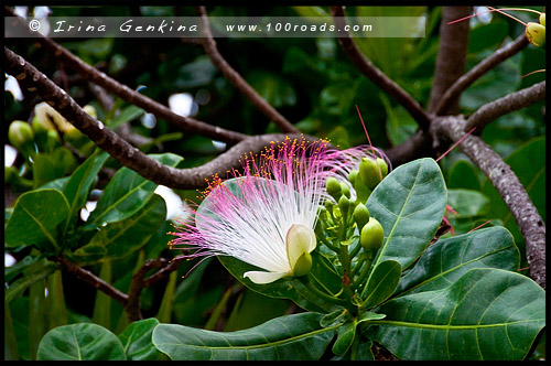 Кэрнс, Cairns, Queensland, Квинсленд, QLD, Австралия, Australia