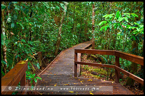 Озеро Баррин, Lake Barrine, Плато Атертон, Atherton Tableland, Queensland, Квинсленд, QLD, Австралия, Australia