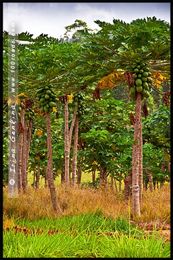 Плато Атертон, Atherton Tableland, Queensland, Квинсленд, QLD, Австралия, Australia