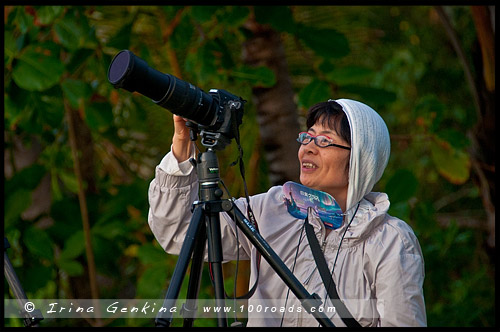 Полное солнечное затмение, Cairns Eclipse 2012, Palm Cove, Queensland, Квинсленд, QLD, Австралия, Australia