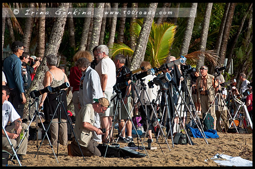 Полное солнечное затмение, Cairns Eclipse 2012, Palm Cove, Queensland, Квинсленд, QLD, Австралия, Australia