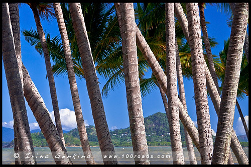 Пальмовая бухта, Палм Ков, Palm Cove, Queensland, Квинсленд, QLD, Австралия, Australia