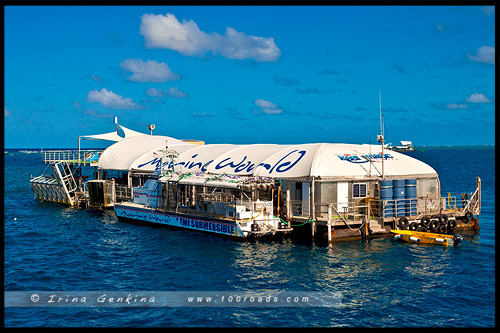 Большой Барьерный Риф, Great Barrier Reef, Queensland, Квинсленд, QLD, Австралия, Australia