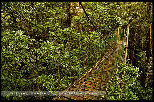 Национальный парк Ламингтон, Lamington National Park, Золотое побережье, Gold Coast, Квинсленд, Queensland, Австралия, Australia