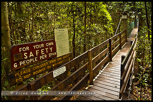 Национальный парк Ламингтон, Lamington National Park, Золотое побережье, Gold Coast, Квинсленд, Queensland, Австралия, Australia