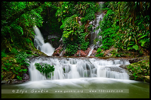 Национальный парк Ламингтон, Lamington National Park, Золотое побережье, Gold Coast, Квинсленд, Queensland, Австралия, Australia