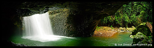 Национальный парк Спрингбрук, Springbrook National Park, Золотое побережье, Gold Coast, Квинсленд, Queensland, Австралия, Australia