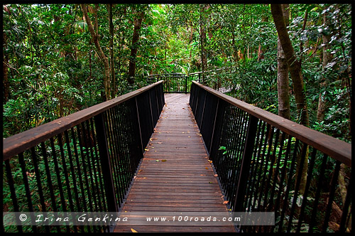 Куранда, Kuranda, Queensland, Квинсленд, QLD, Австралия, Australia