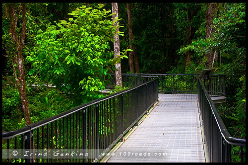 Ущелье Моссман, Mossman Gorge, Queensland, Квинсленд, QLD, Австралия, Australia